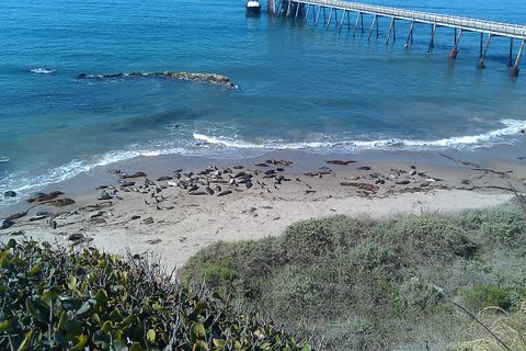 Seals