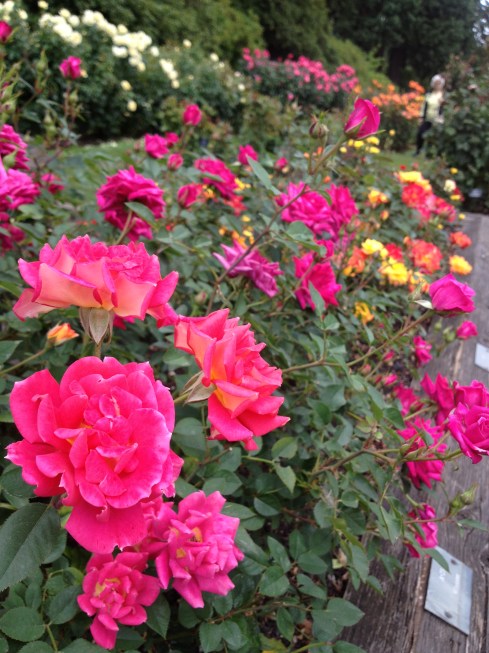 Rose Test Garden
